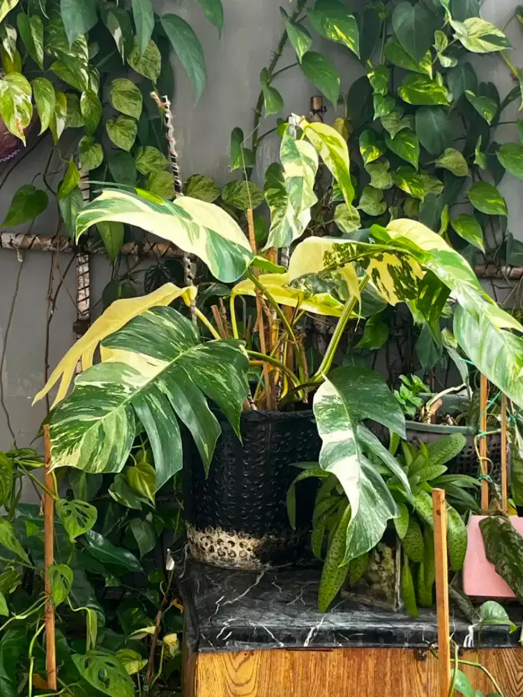 Jual Tanaman Hias Borongan
