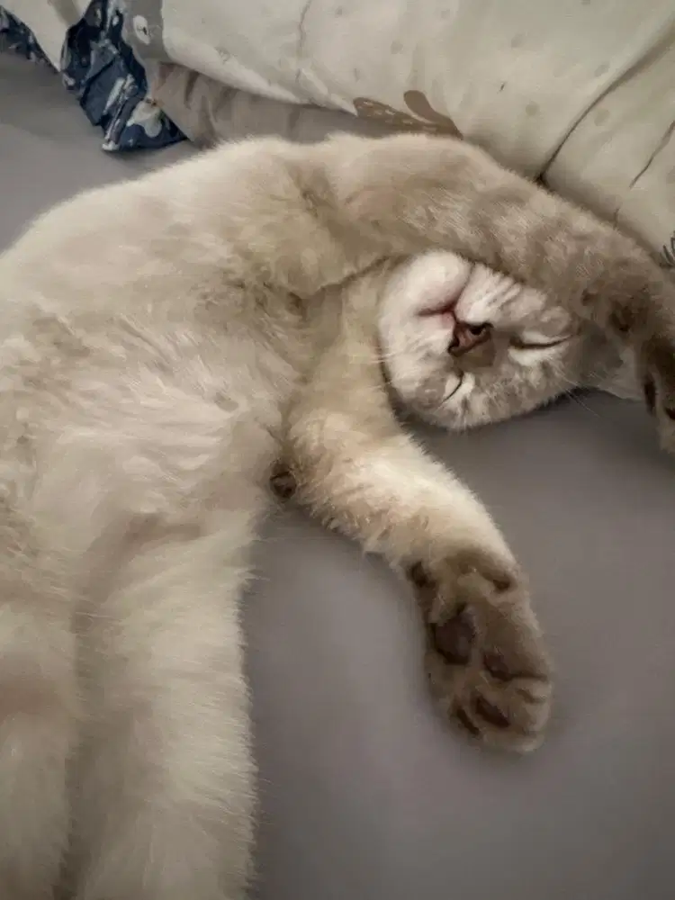 kucing persia himalaya