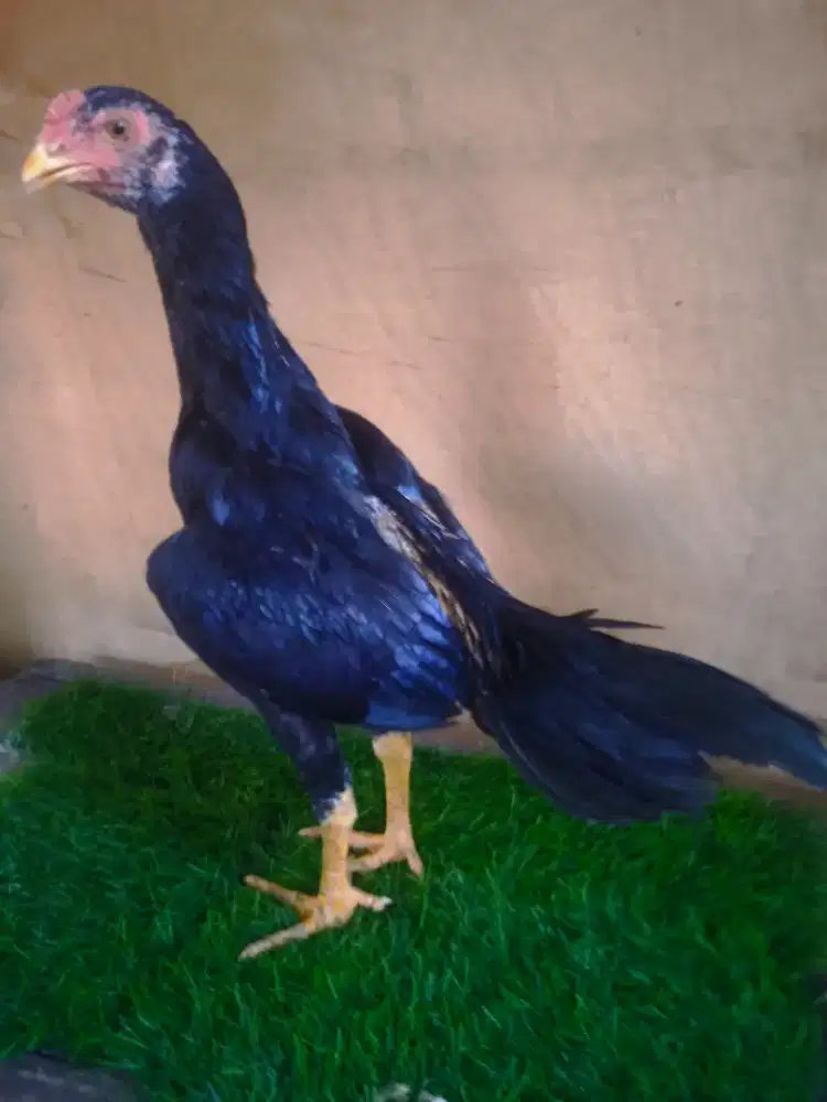 Ayam bangkok pakoy 4 bulan