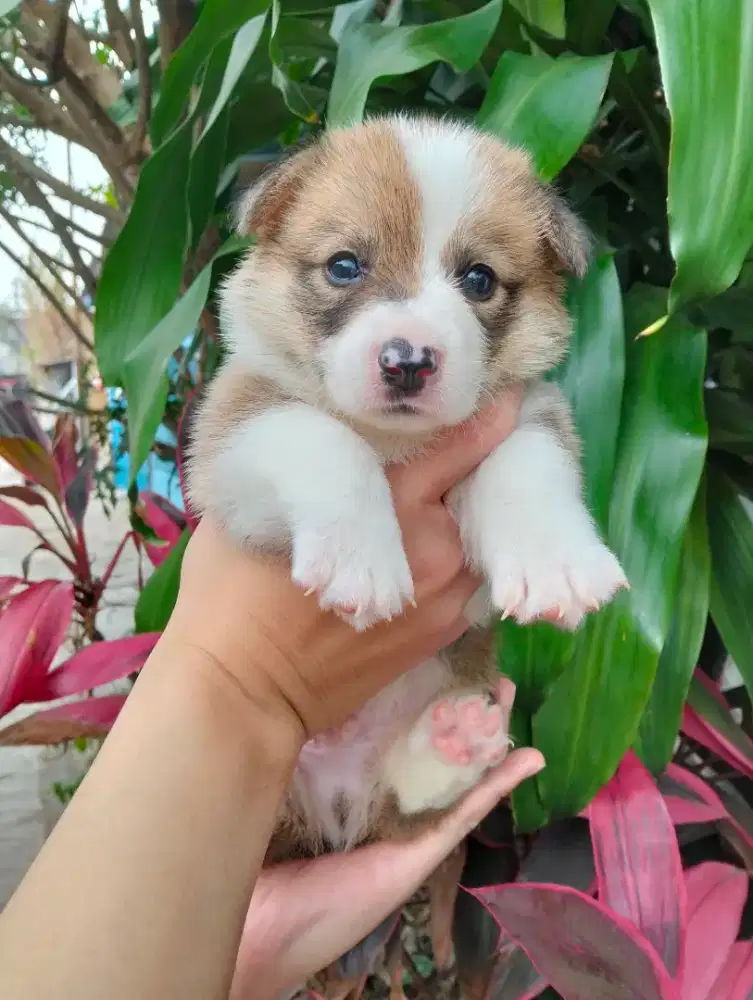 Jual puppies corgy