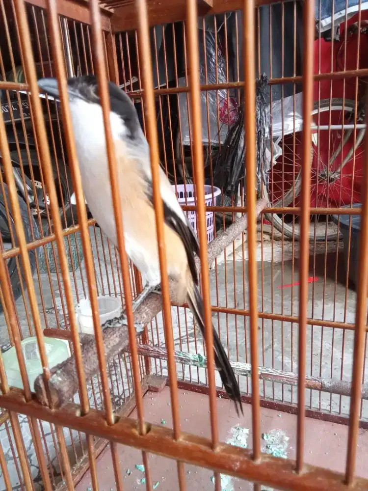 Burung pentet Jatim sembur dada putih