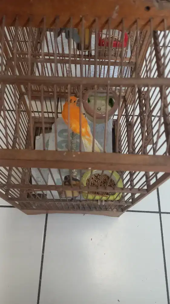 Burung kenari jantan