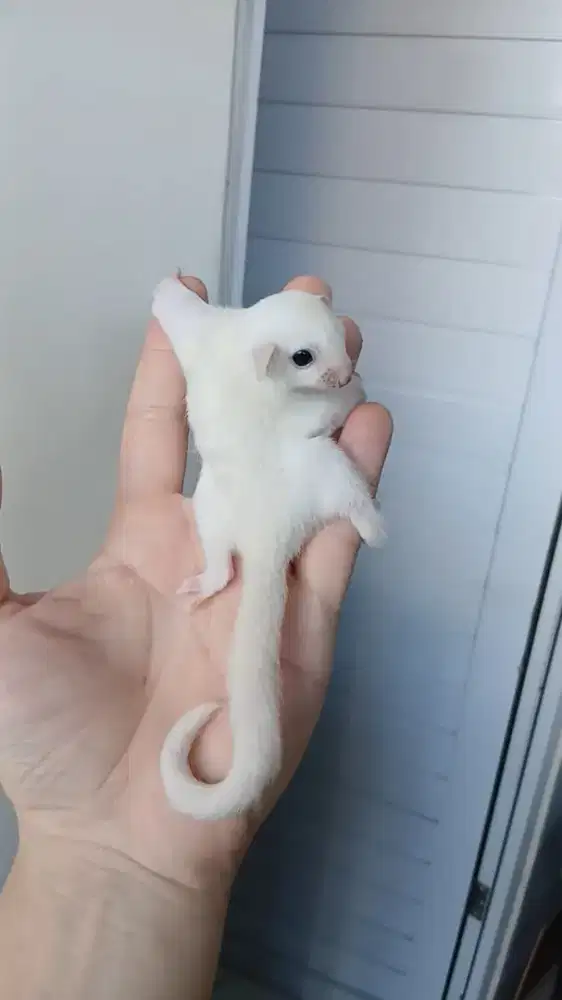Sugar glider joey leucistic
