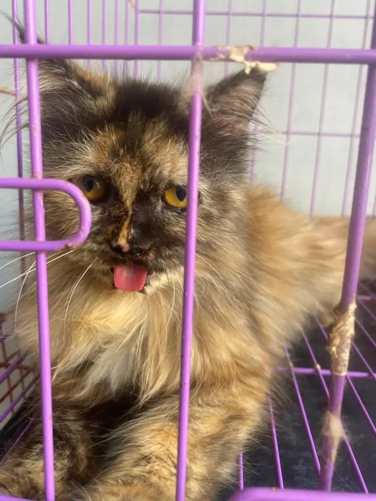 Kucing Persia murah