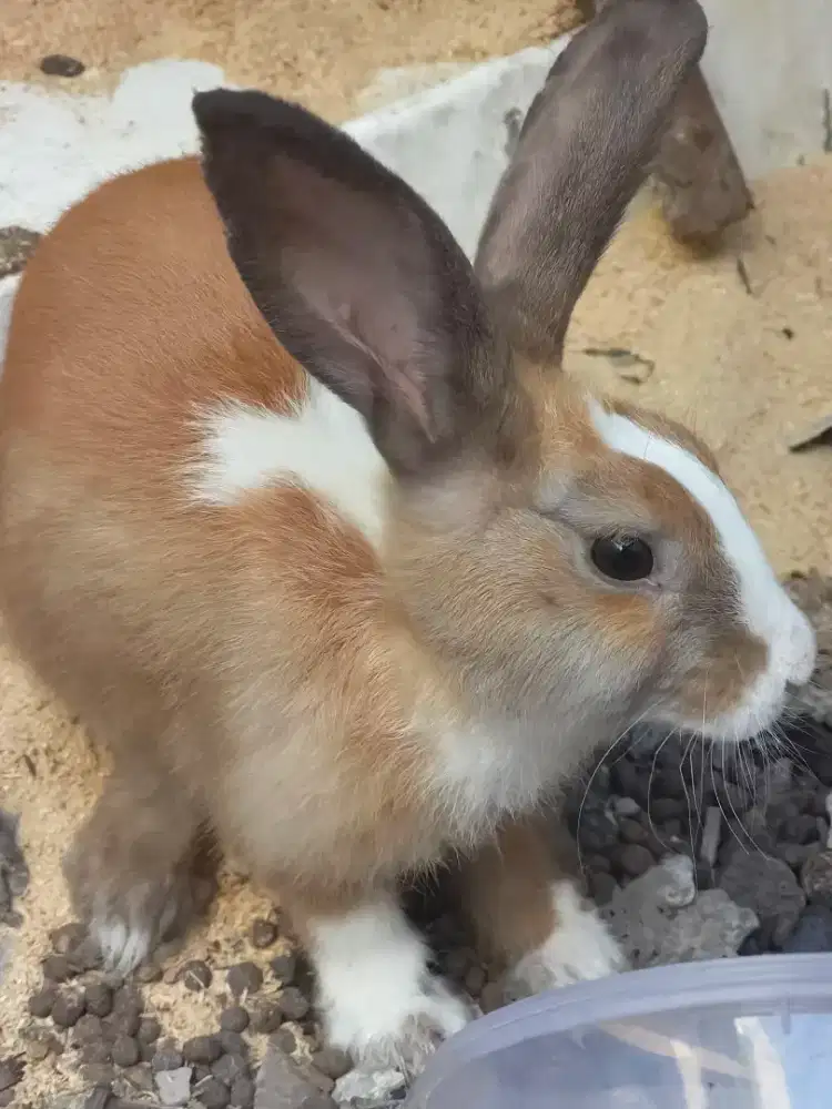 Kelinci lucu Dutch