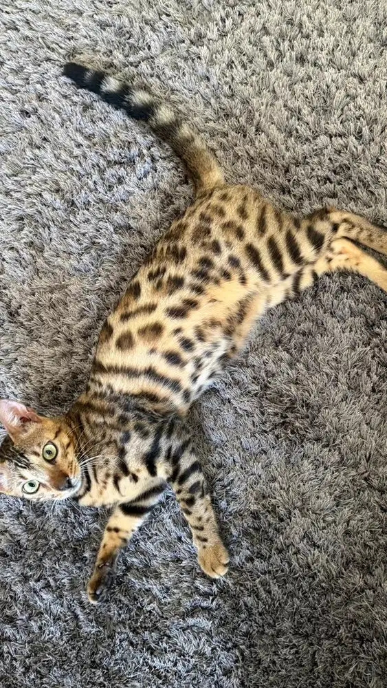 Kucing Beng4L Keturunan Murni Asli Sudah Vaksin Jantan