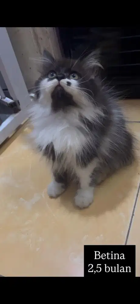 Kucing persia kitten