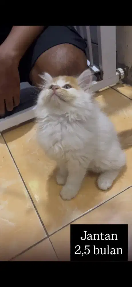 Kucing persia kitten