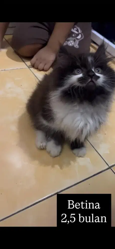 Kucing persia kitten