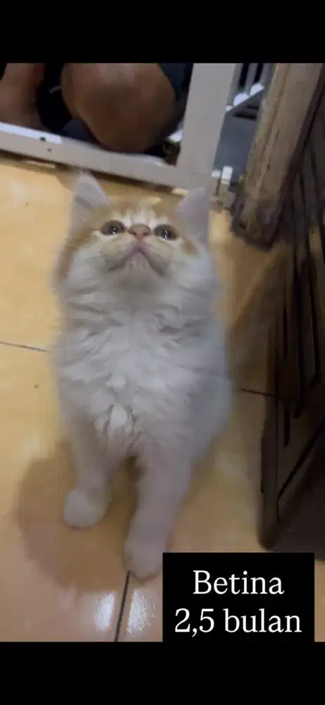 Kucing persia kitten