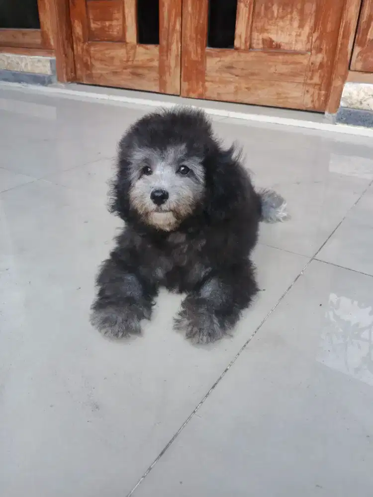 Toy Poodle Silver Jantan