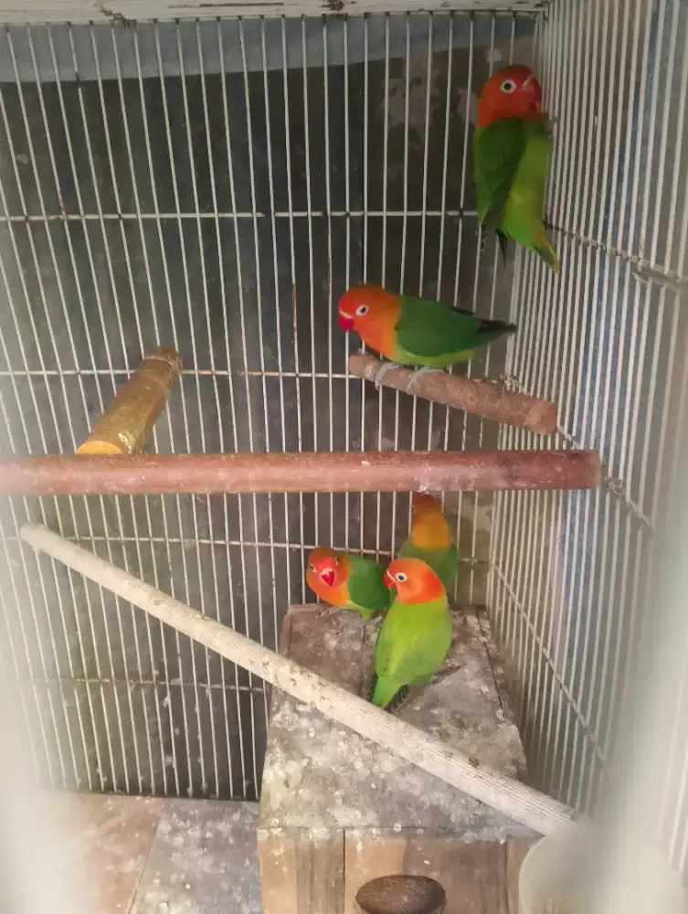 Burung Lovebird biola green