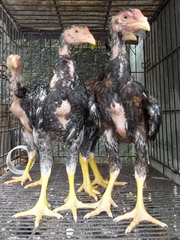Anakan Shamo Jantan umur 2 bulanan