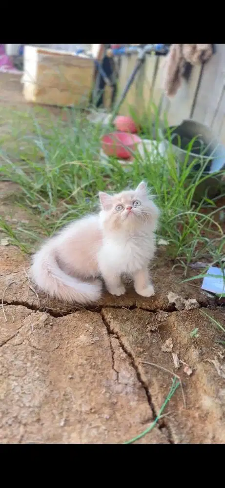 Persia flatnose longhair bigbon