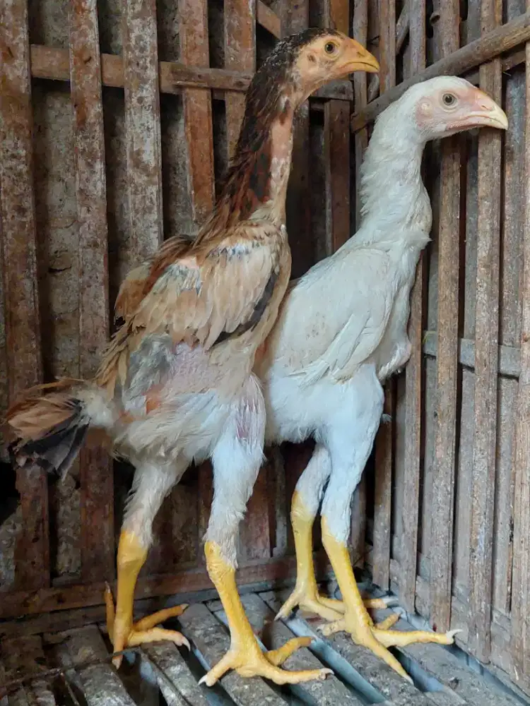 Ayam Betina Shamo Eropa Zuchter