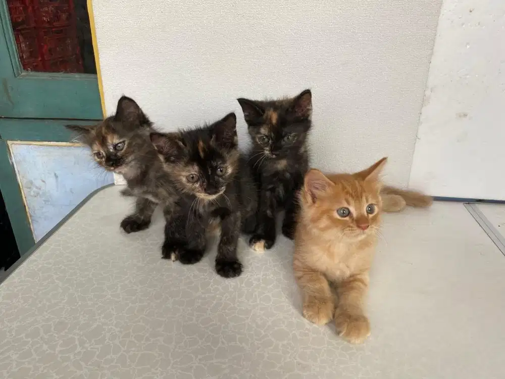 Kitten Kucing Persia Mix
