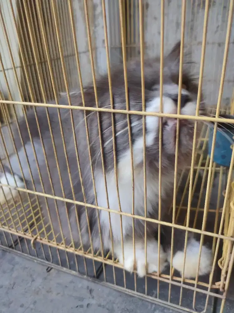 Dijual cepat kucing anggora betina