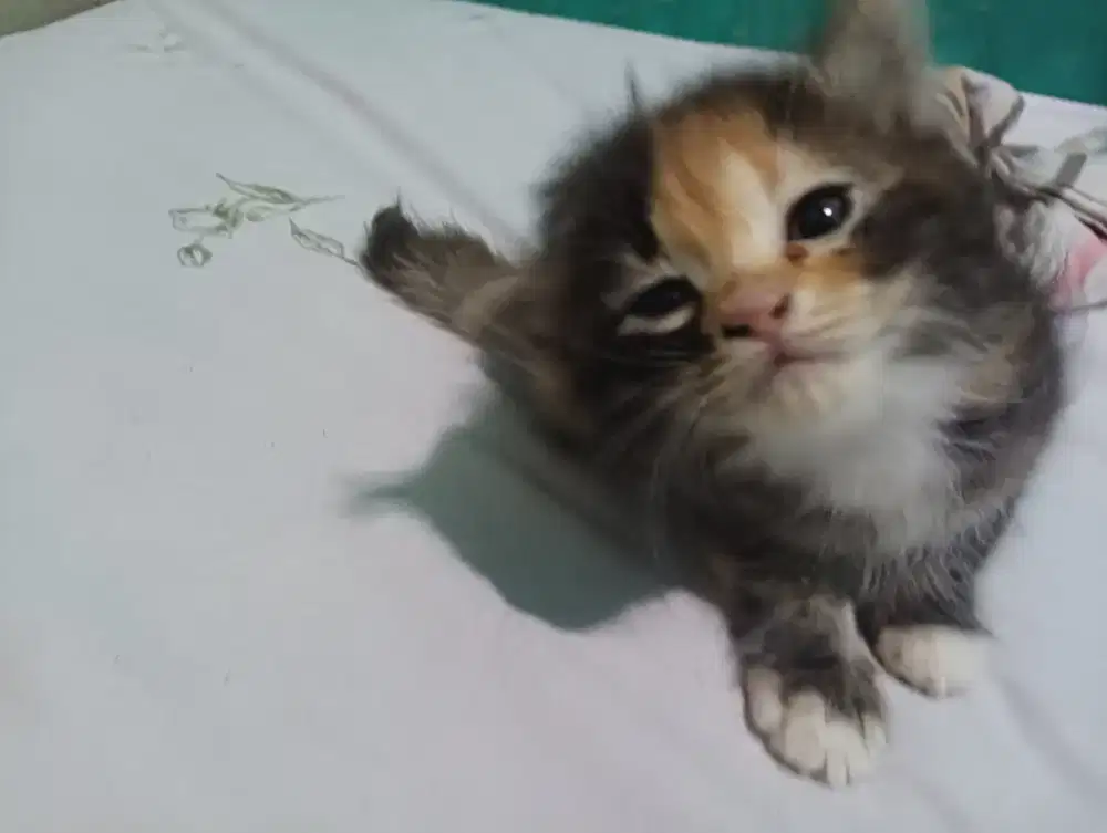 Kitten Betina Usia ± 1.5 Bulqn