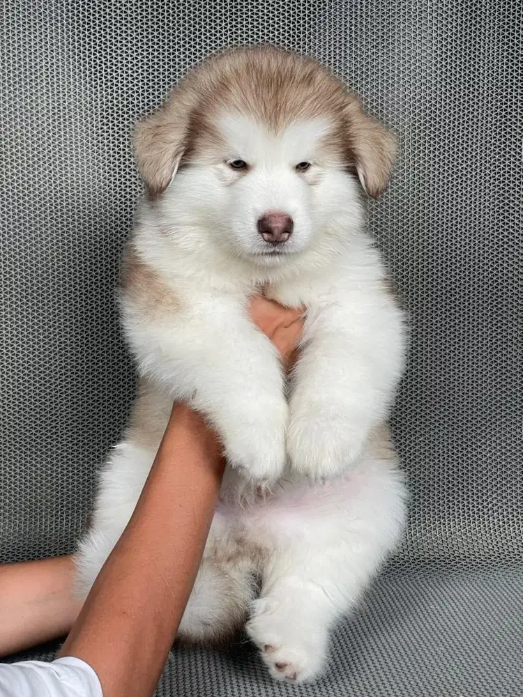 Alaskan Malamute