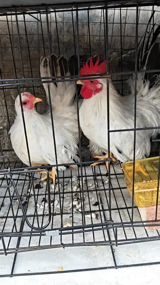 ayam kate chabo blacktail