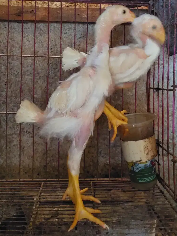 Gratis Ayam Shamo Betina