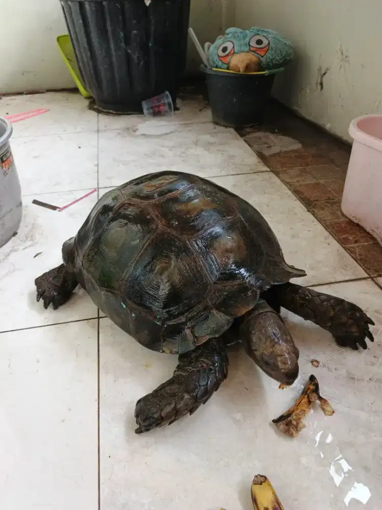 Kura kura sulcata 45 cm