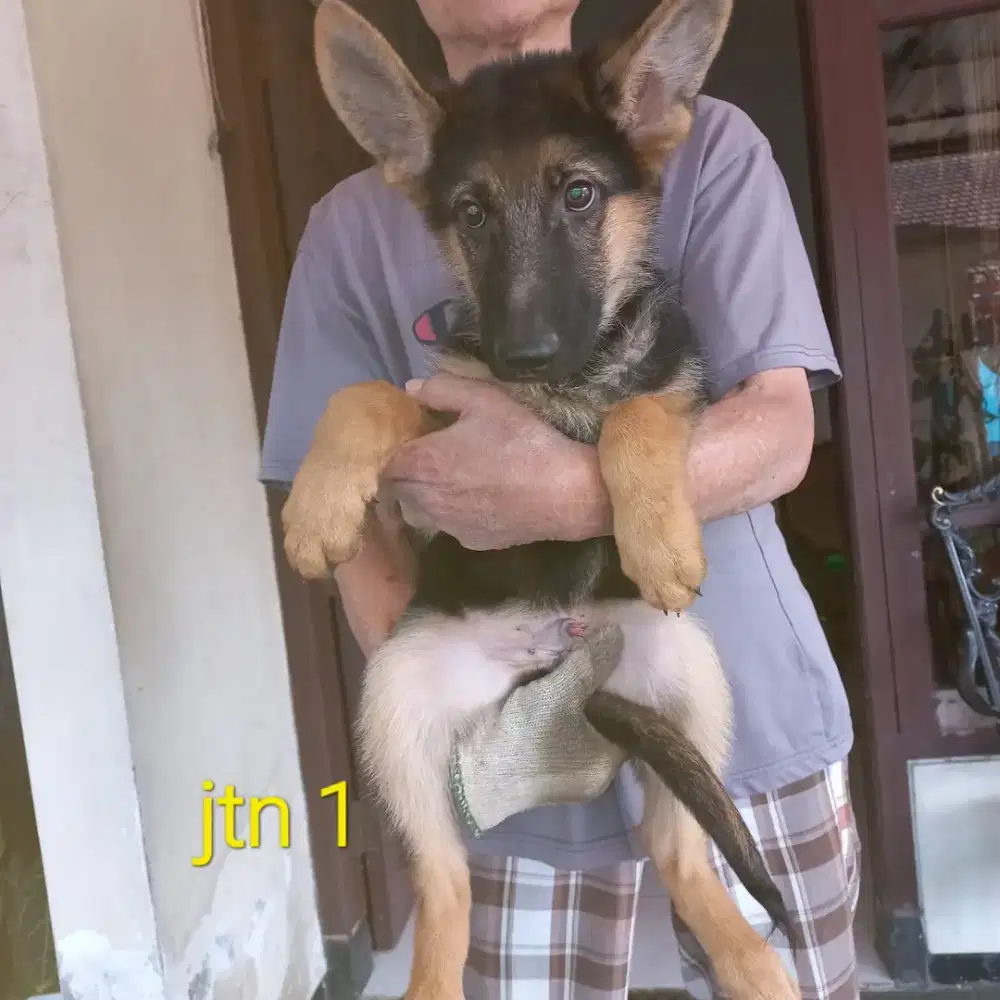 Herder jantan dan betina