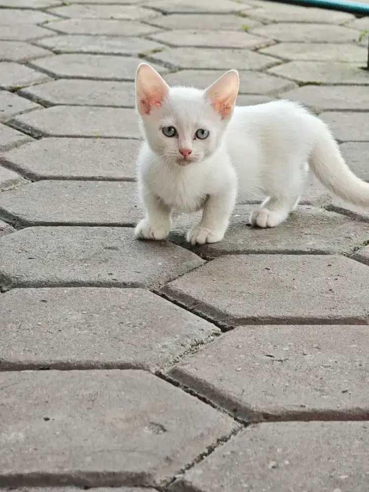 Kitten Munchkin Betina