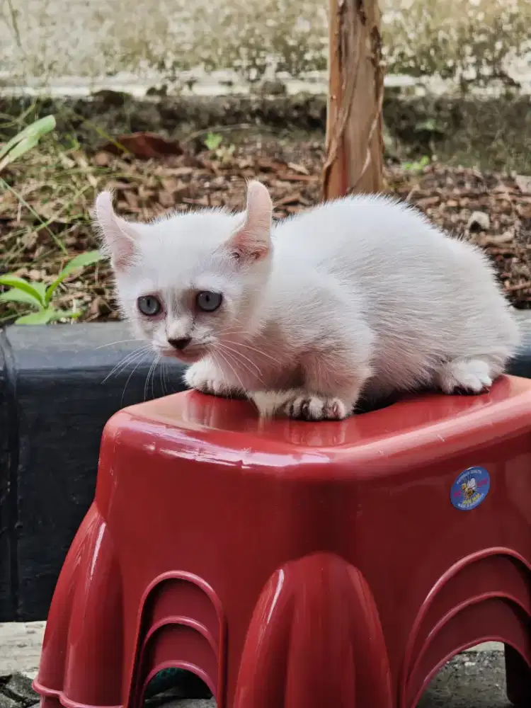 Kitten Munchkin Betina Kinkalow