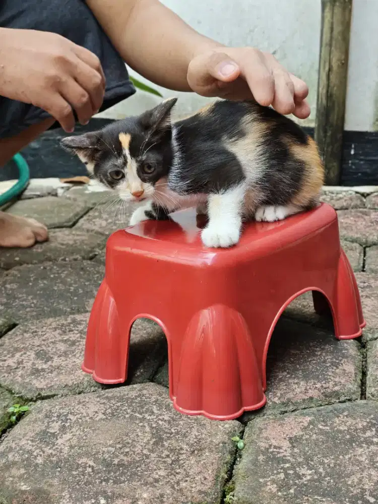 Kitten Munchkin NS Betina