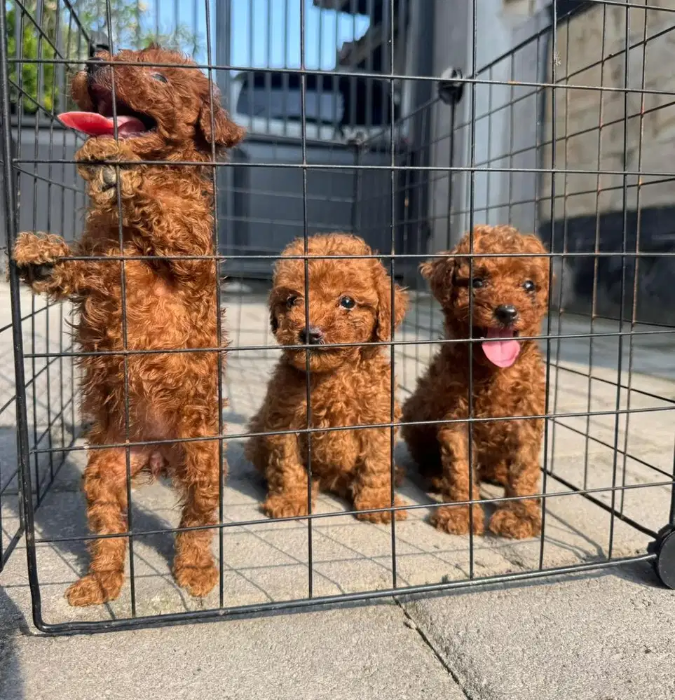 Toy Poodle podle pudel
