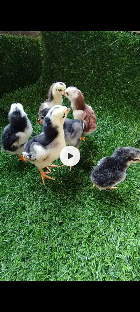Anak ayam ekor lidi