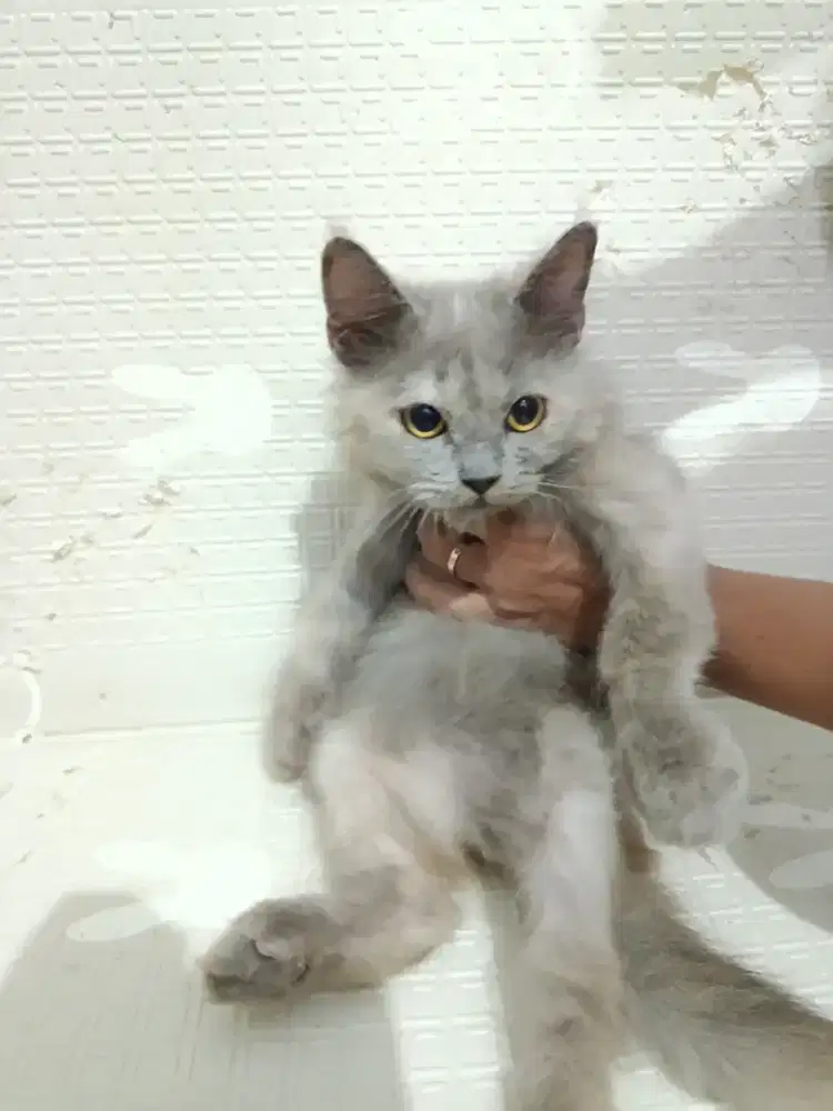 Persian open adopt