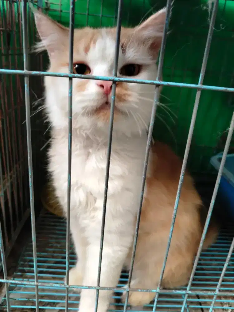 Lepas adopsi persia jantan 1 tahun