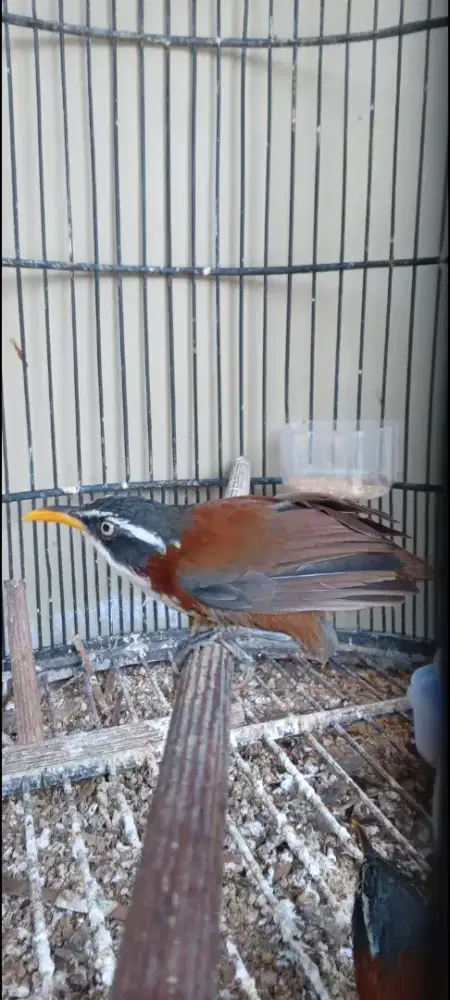 Burung cucak kopi