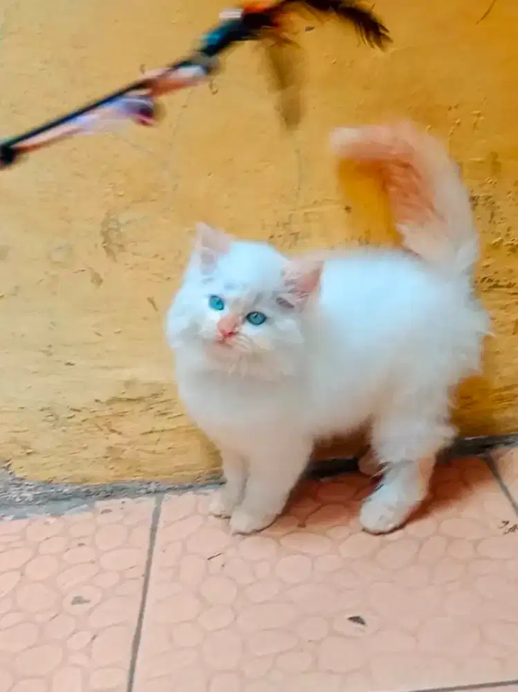 Kucing Persia Himalaya