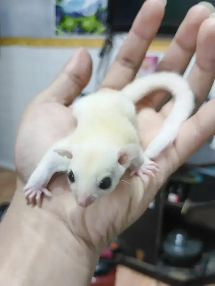 Sugarglider Leucuistic Jantan