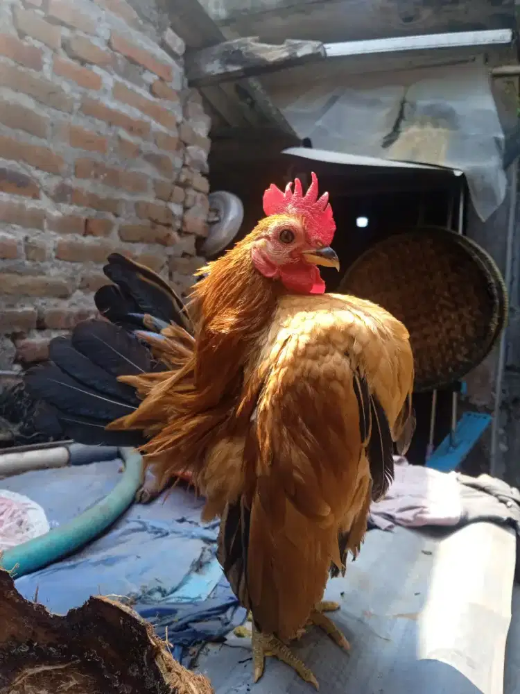 Serama jantan mini