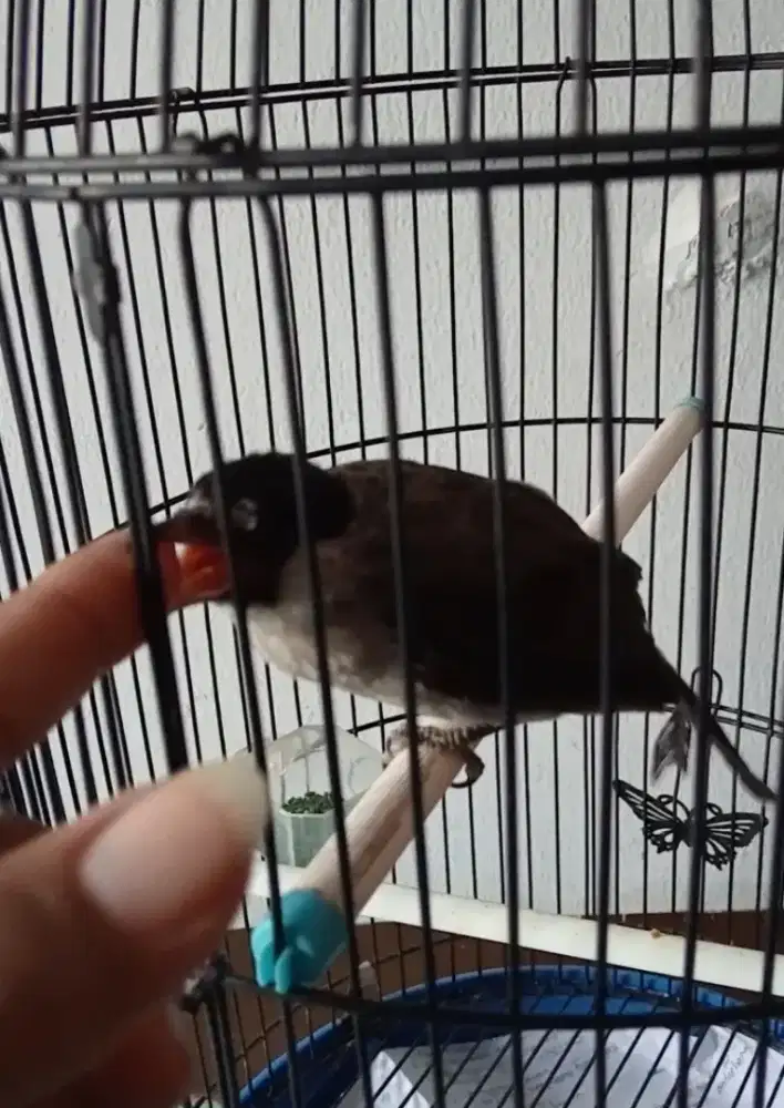 Burung kutilang jinak