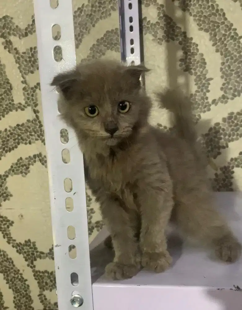 Kucing Kitten Scottish Fold Betina