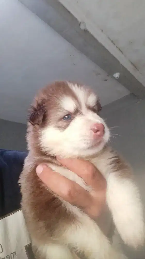 Jual Siberian Husky usia 1bln kurang 4hari.