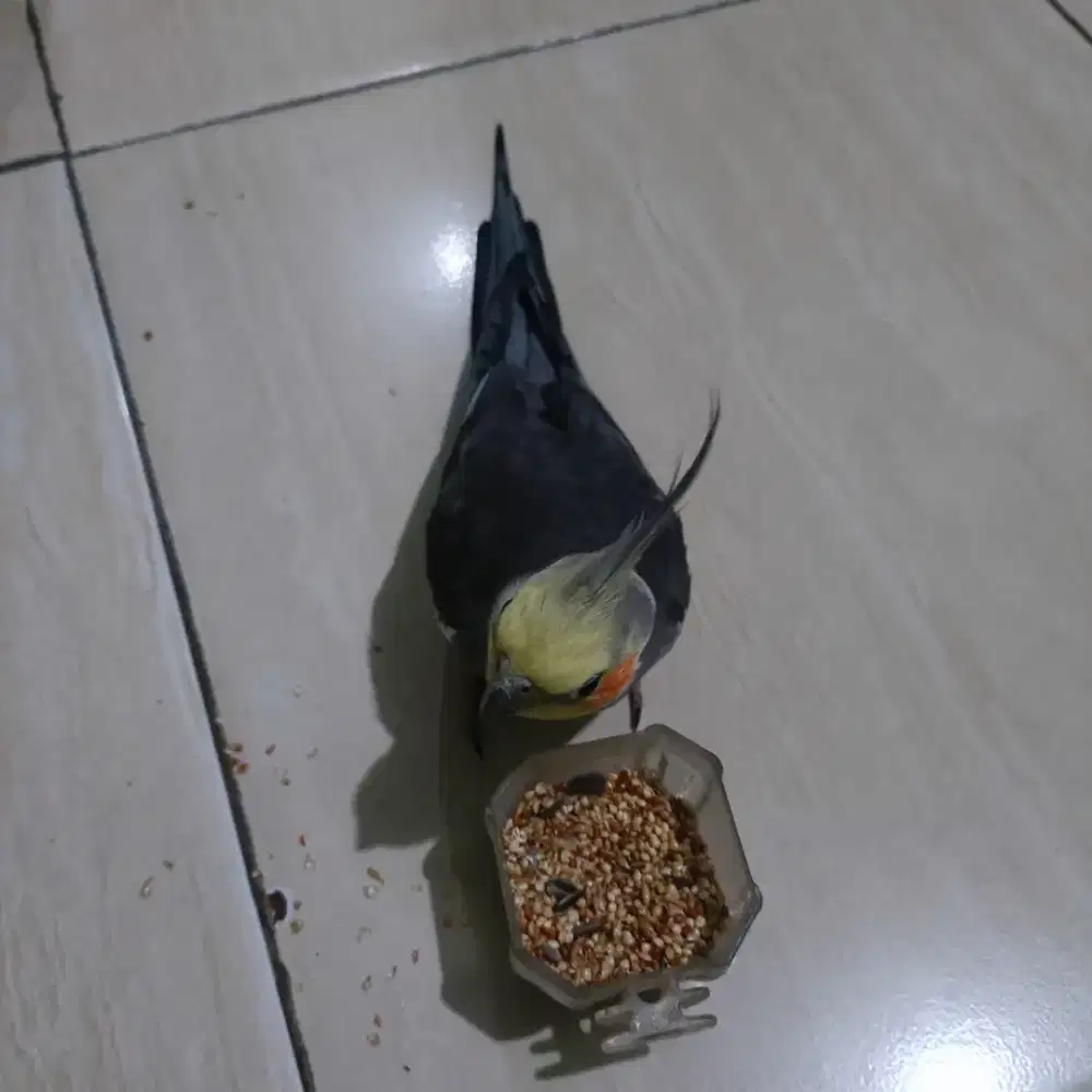 Jual burung Falk Australia gacor