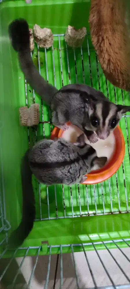 Sugar glider clasic grey