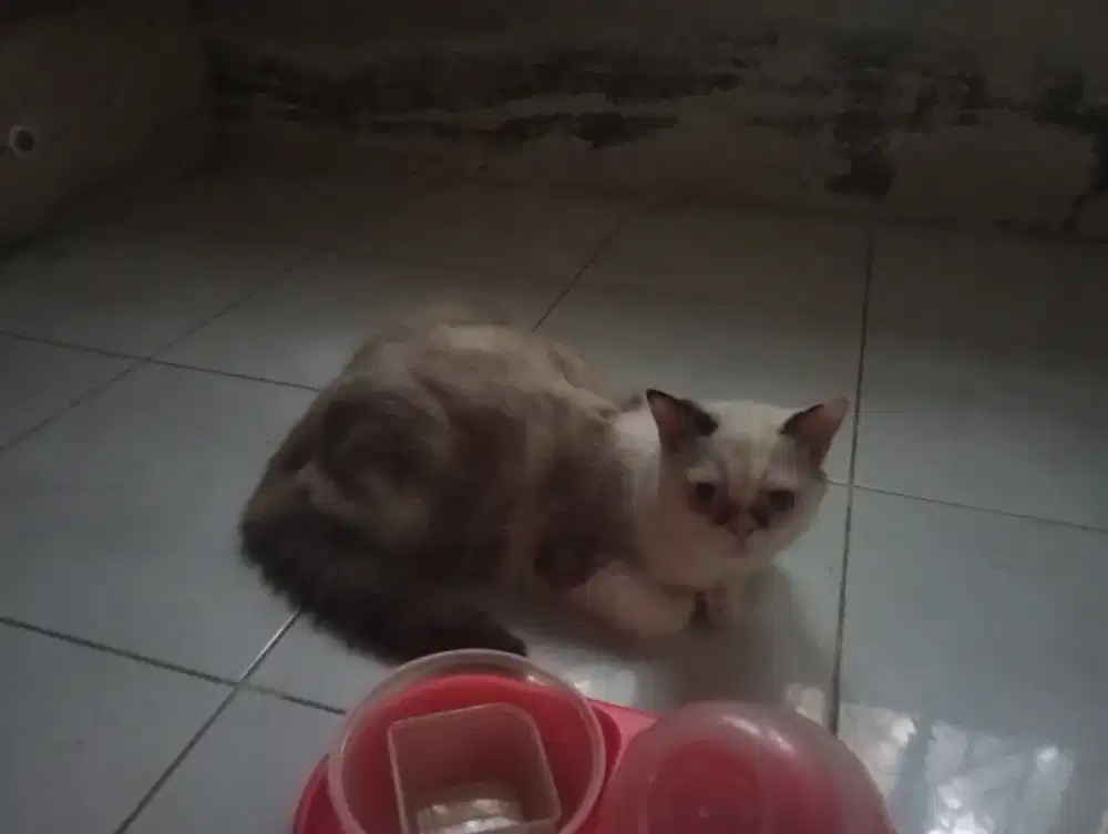 Lepas adop Kucing Persia