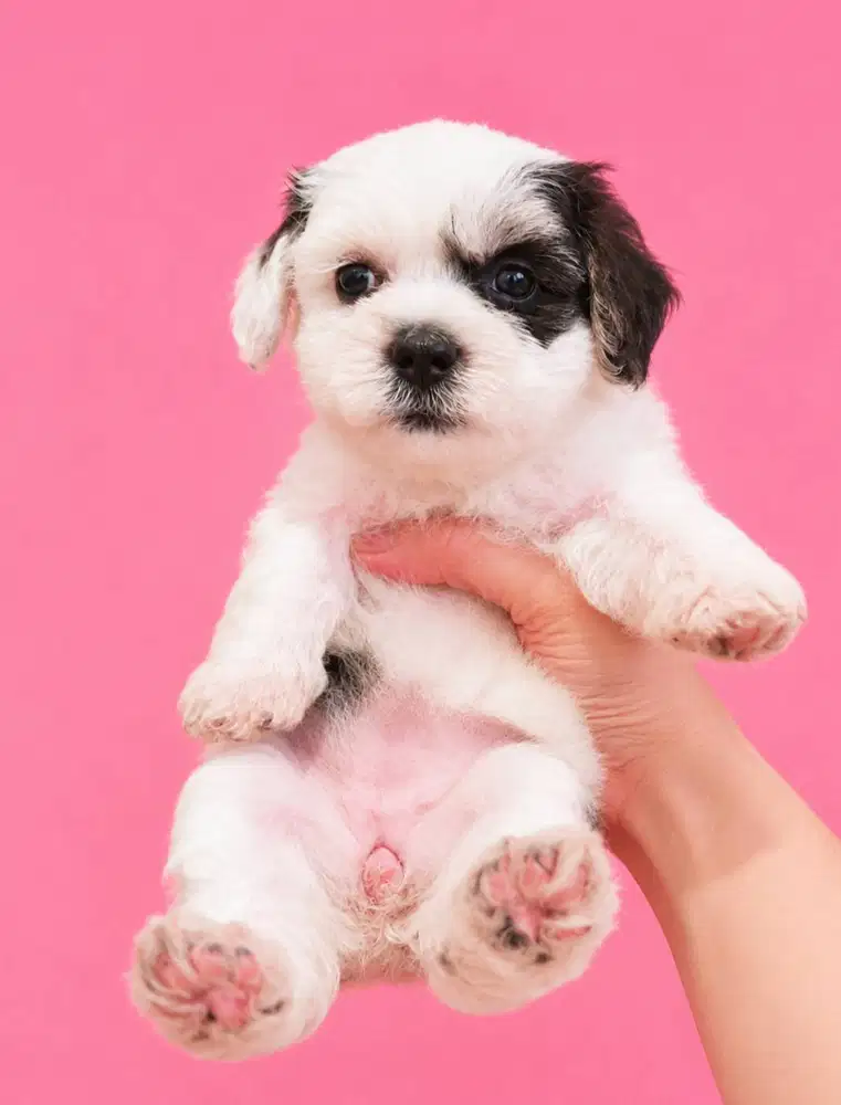 Dijual Maltipoo motif Party Rare