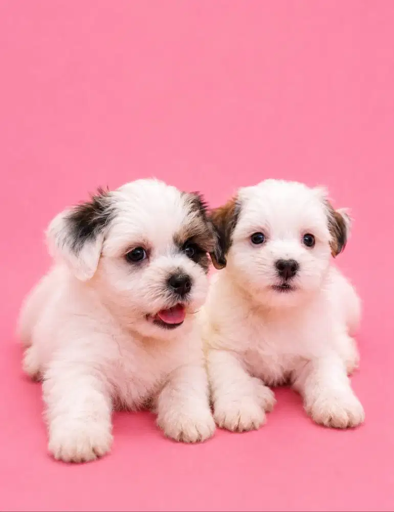 Dijual Maltipoo motif Party Rare