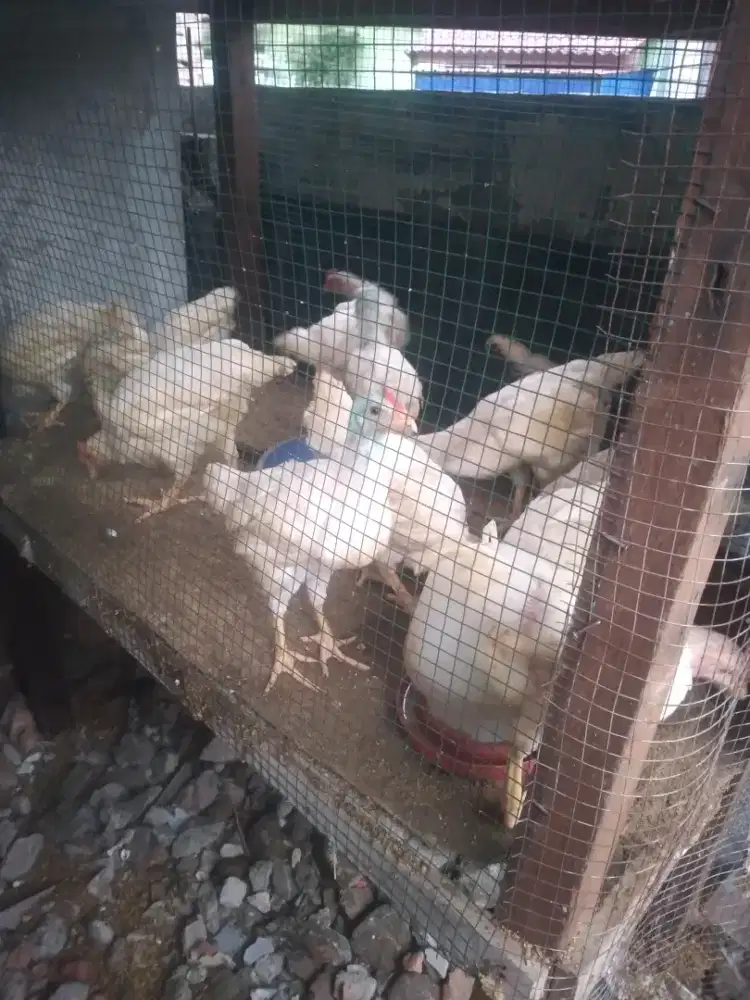 Jual ayam umur 2 bulan setengah