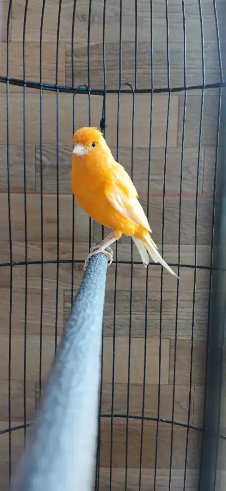 Burung kenari pejantan orwn wortel