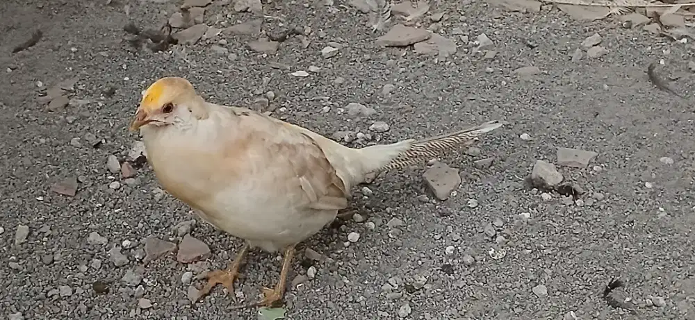 Jantan dewasa yellow pheasant..mulai mutasi