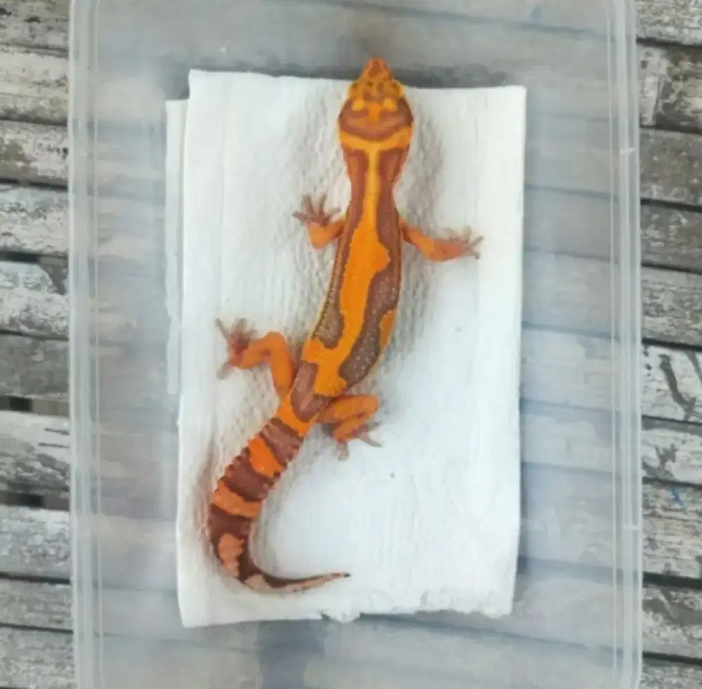 Leopard gecko dewasa
